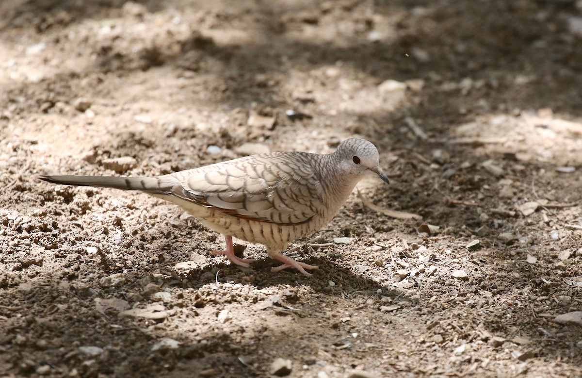 Inca Dove - ML642878759