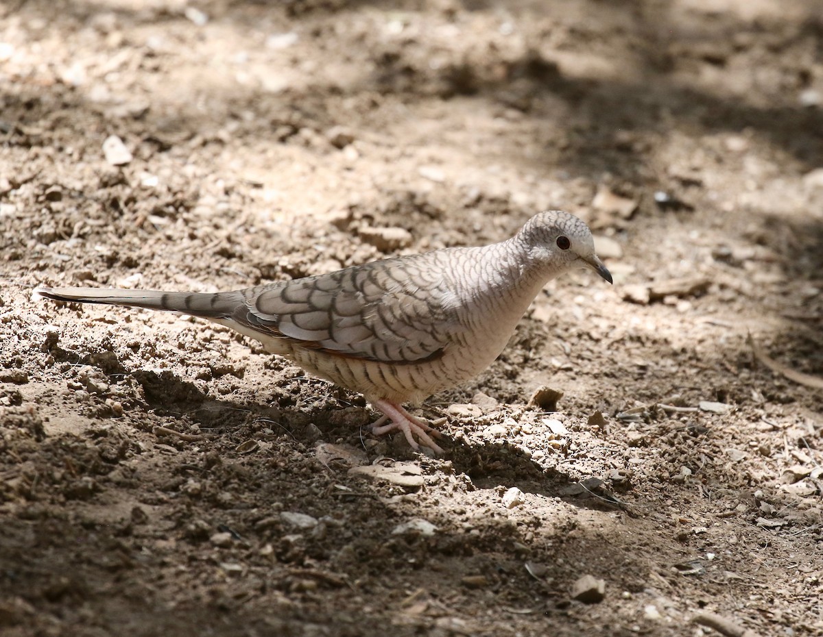 Inca Dove - ML642878760