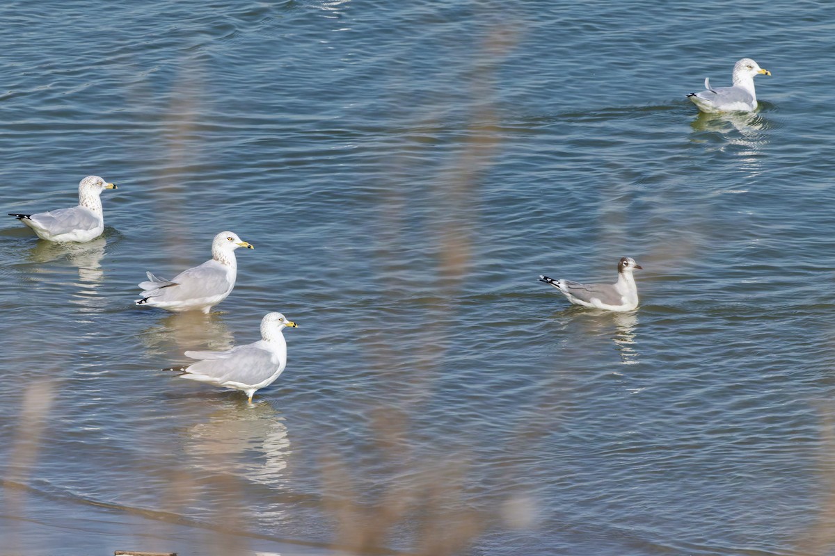 Ring-billed Gull - ML642878774