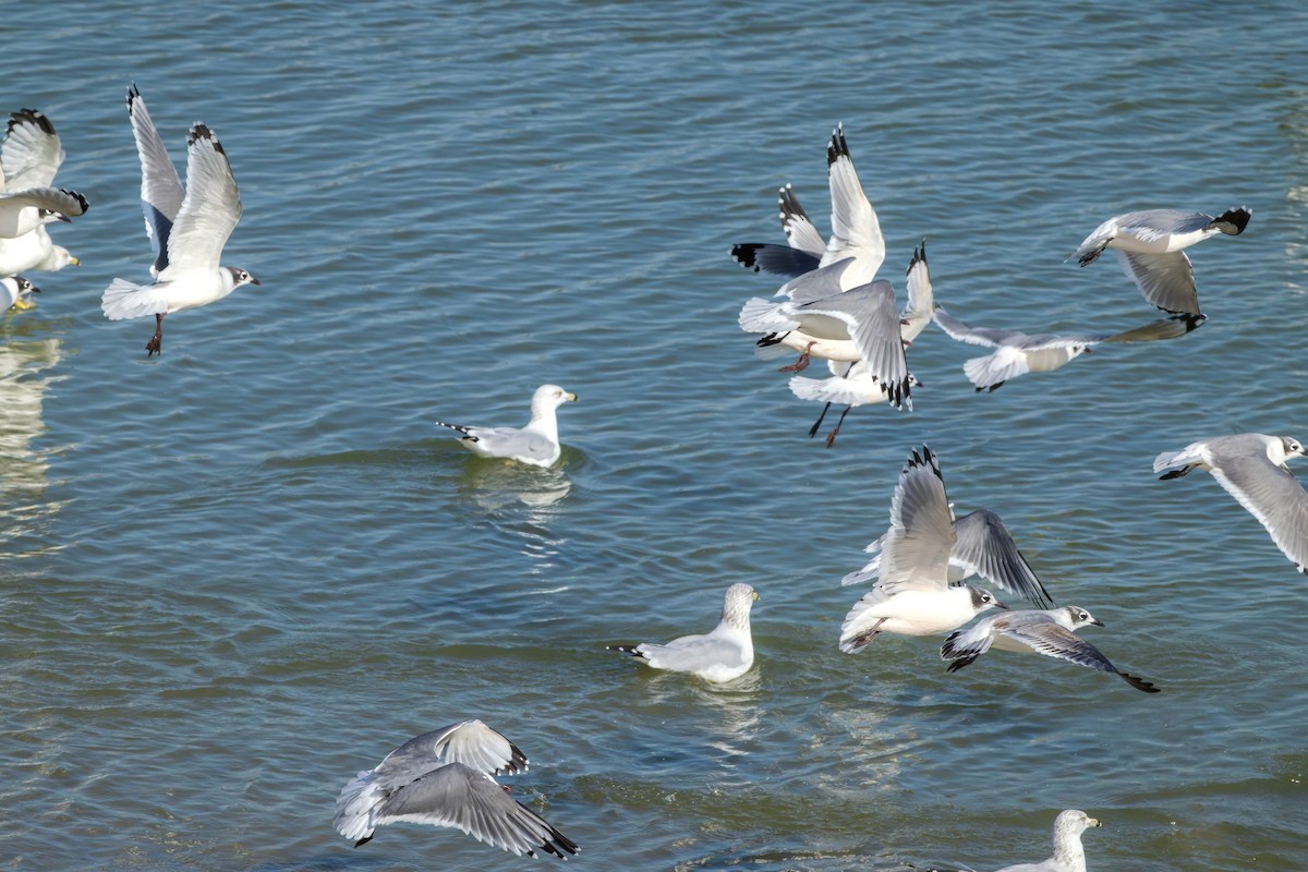 Mouette de Franklin - ML642878791
