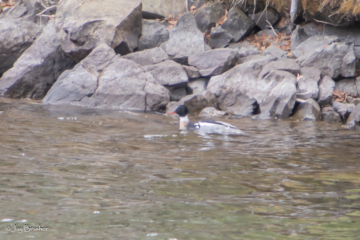 Red-breasted Merganser - ML642878795