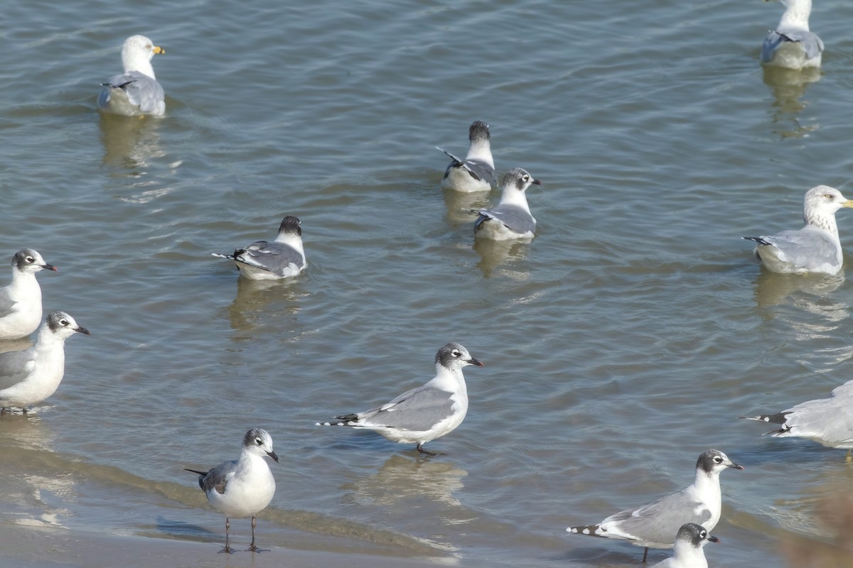 Mouette de Franklin - ML642878802
