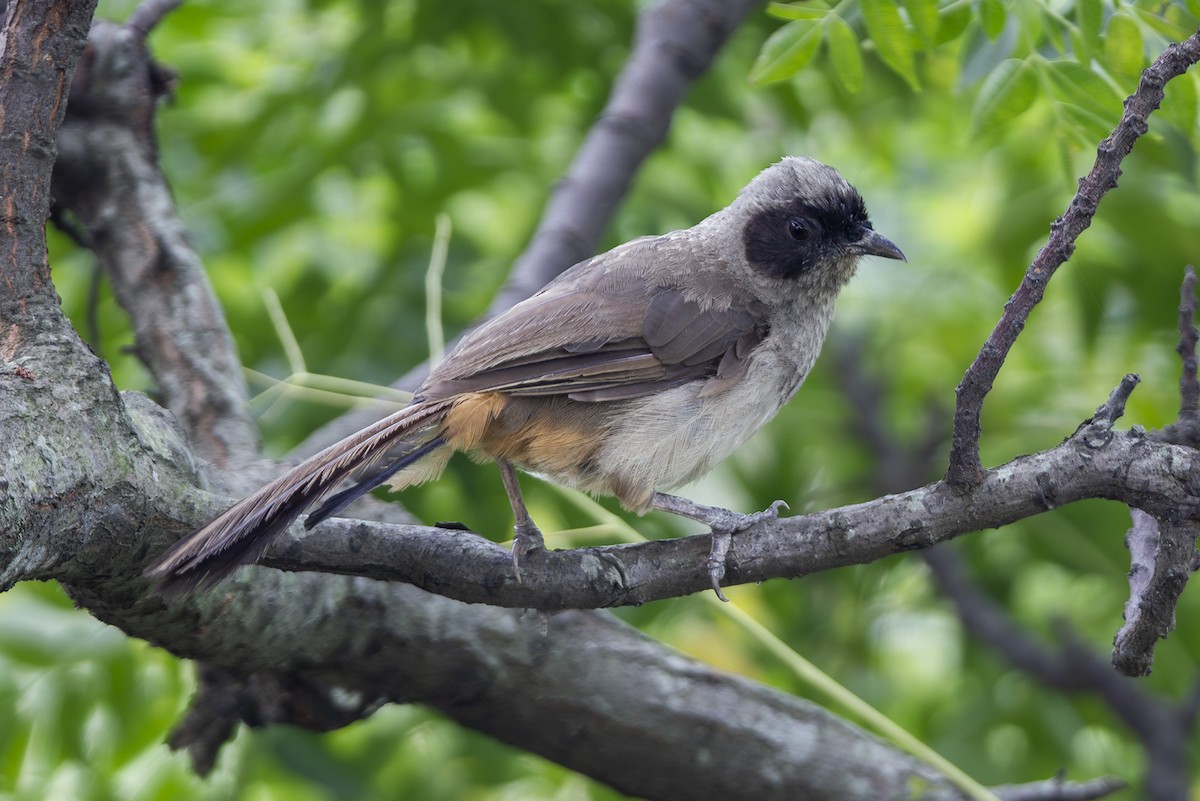 Masked Laughingthrush - ML642878812