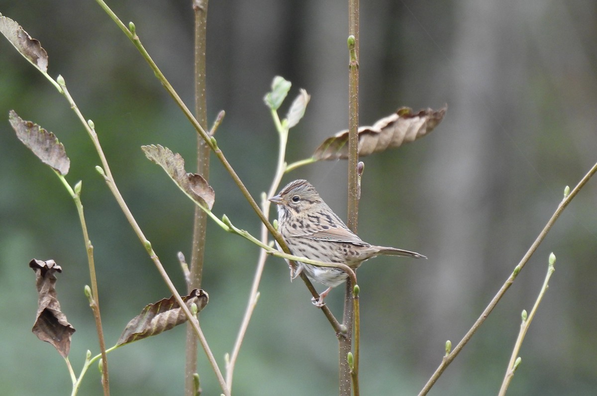 Lincoln's Sparrow - ML642878815