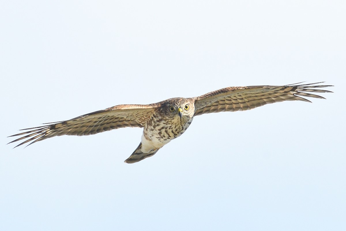 Sharp-shinned Hawk - ML642878816