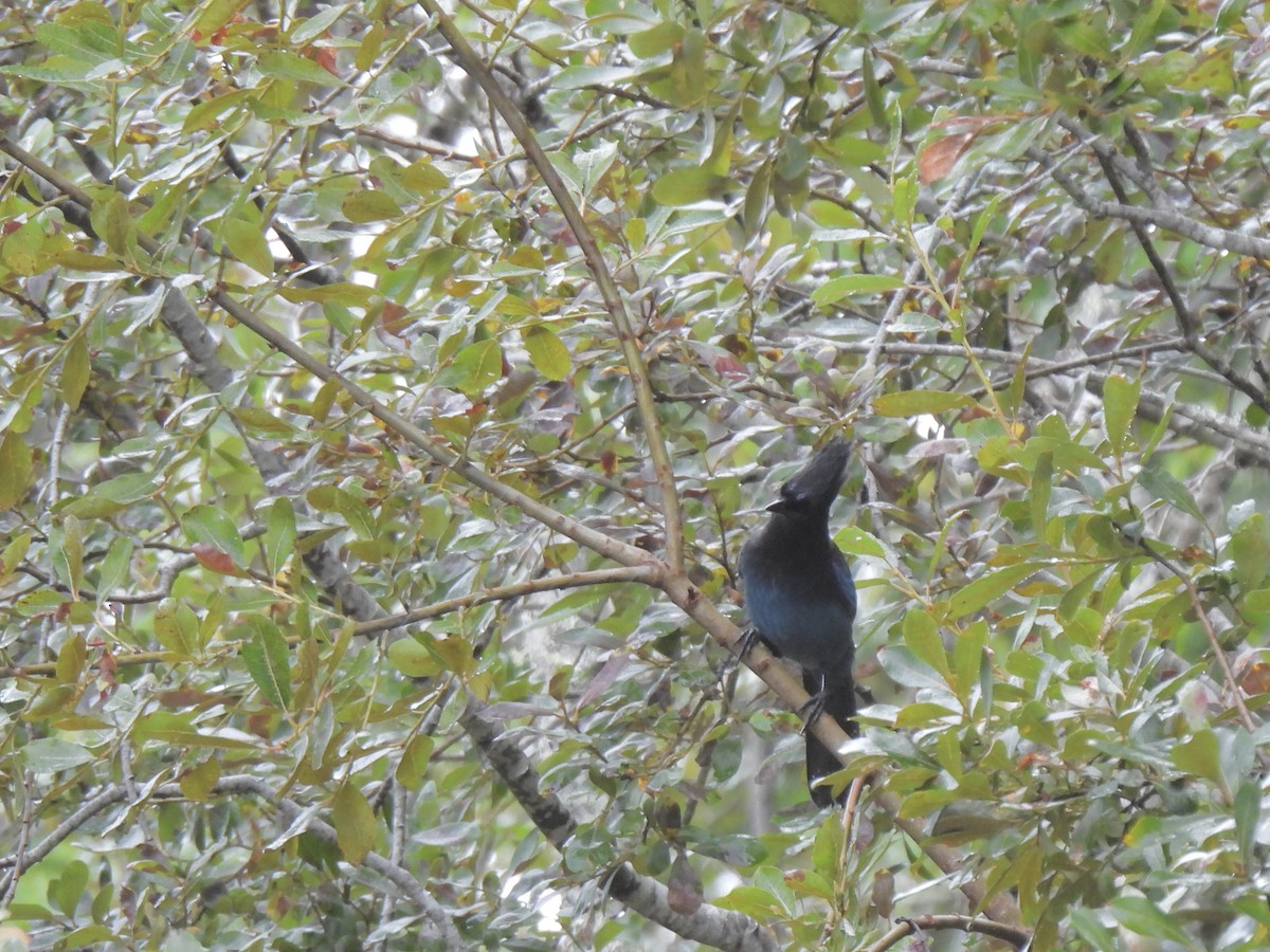 Steller's Jay - ML642878823