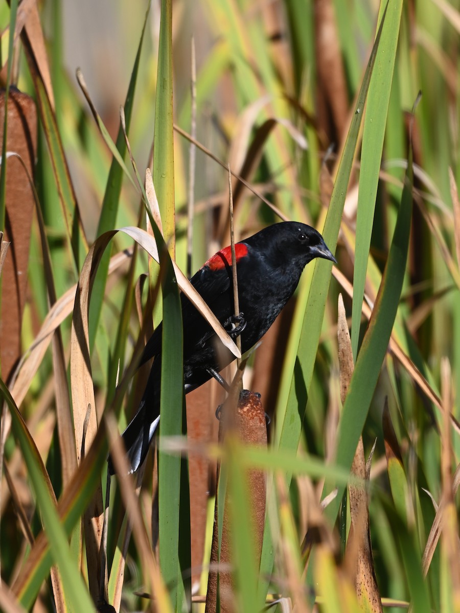 Red-winged Blackbird - ML642878830
