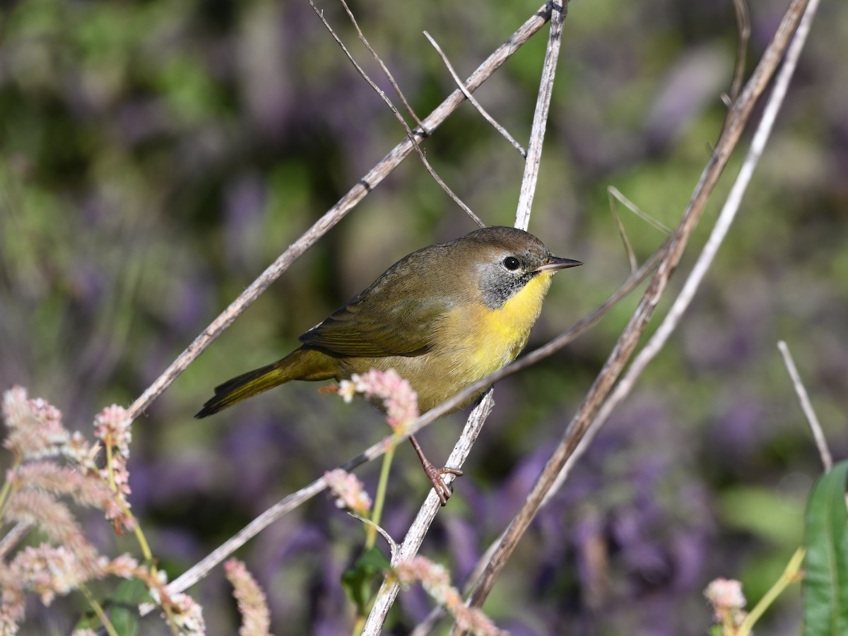 Common Yellowthroat - ML642878833