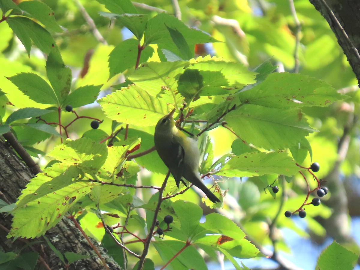 Northern Parula - ML642878836
