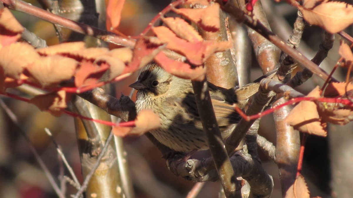 Lincoln's Sparrow - ML642878839