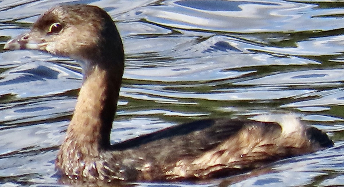 Pied-billed Grebe - ML642878845