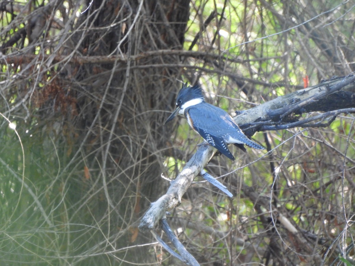 Belted Kingfisher - ML642878853