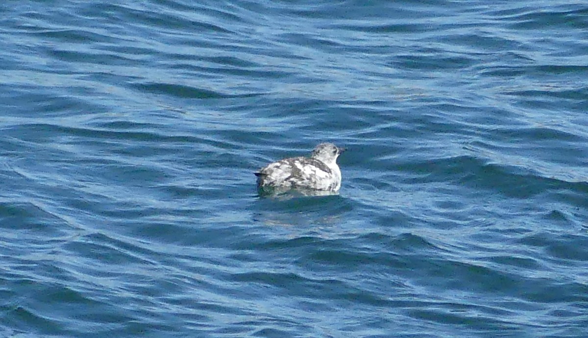 Black Guillemot - ML642878854
