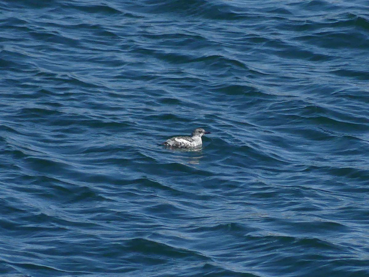 Black Guillemot - ML642878855