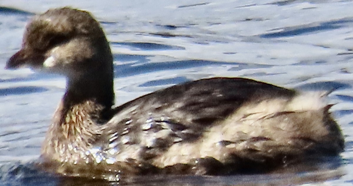 Pied-billed Grebe - ML642878856