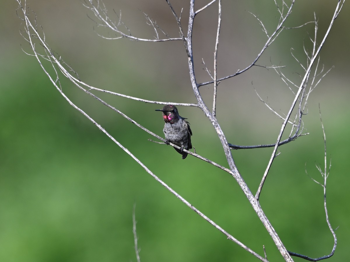 Anna's Hummingbird - ML642878857