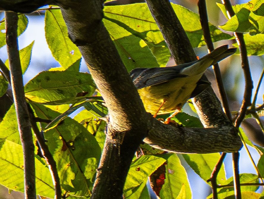 Canada Warbler - ML642878859