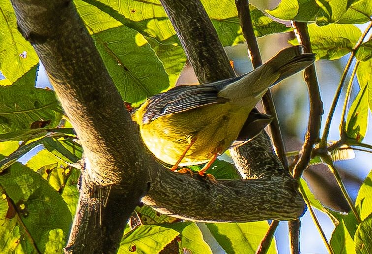 Canada Warbler - ML642878860