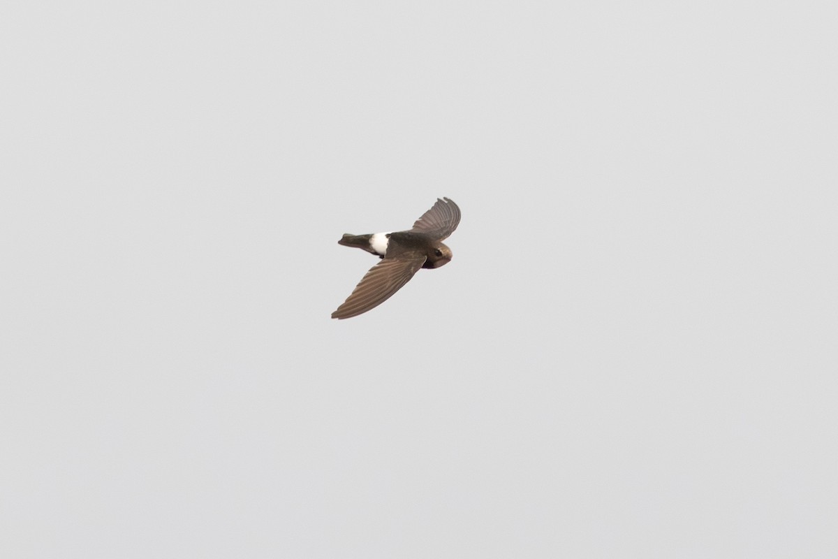 Little Swift - ML642878867