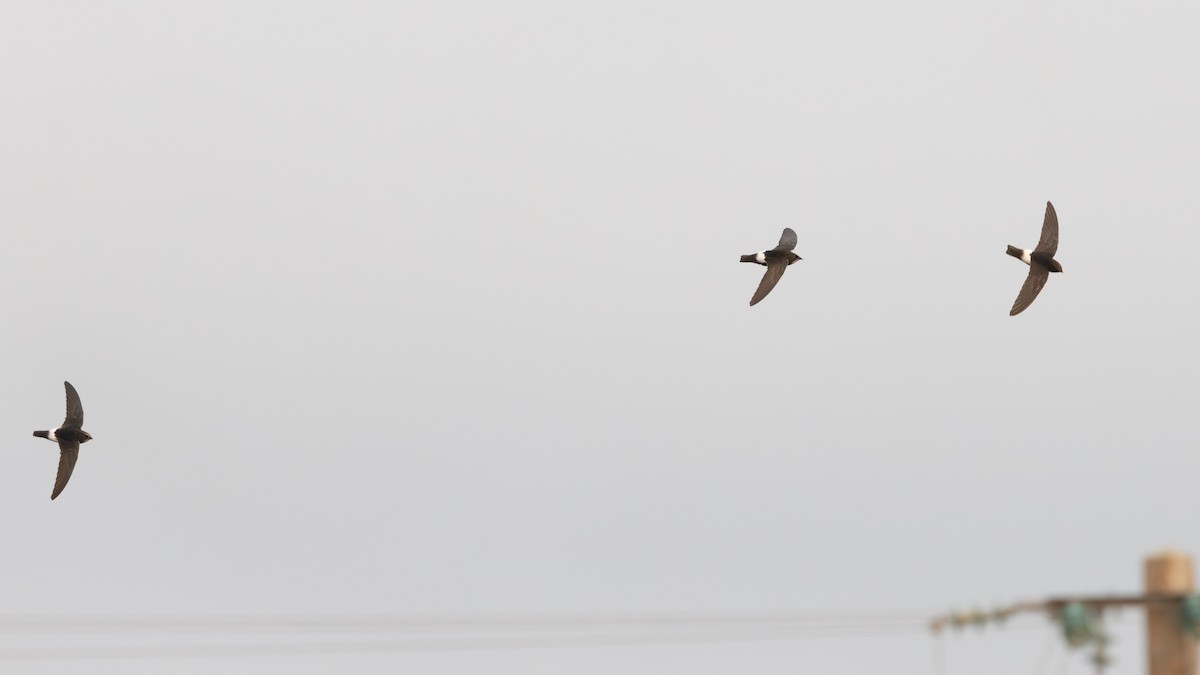 Little Swift - ML642878869