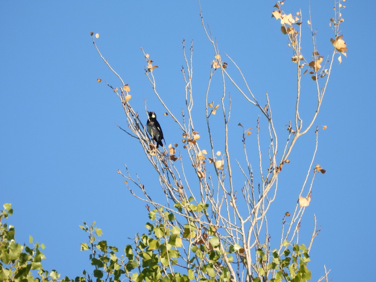Acorn Woodpecker - ML642878870