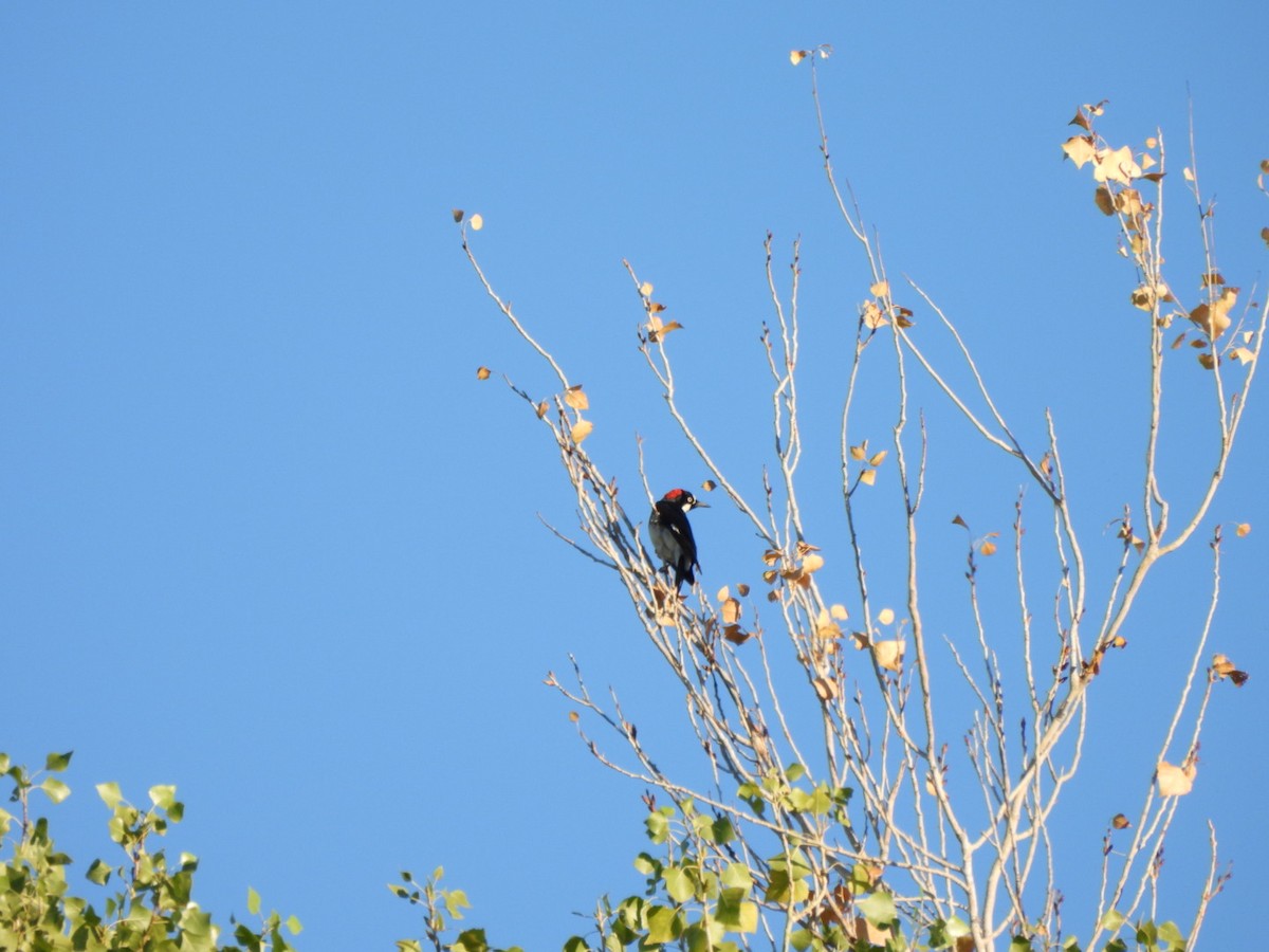 Acorn Woodpecker - ML642878871