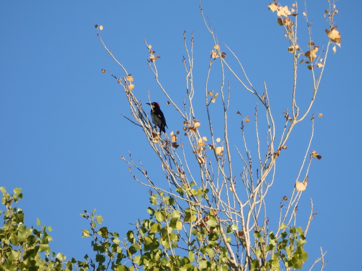 Acorn Woodpecker - ML642878872