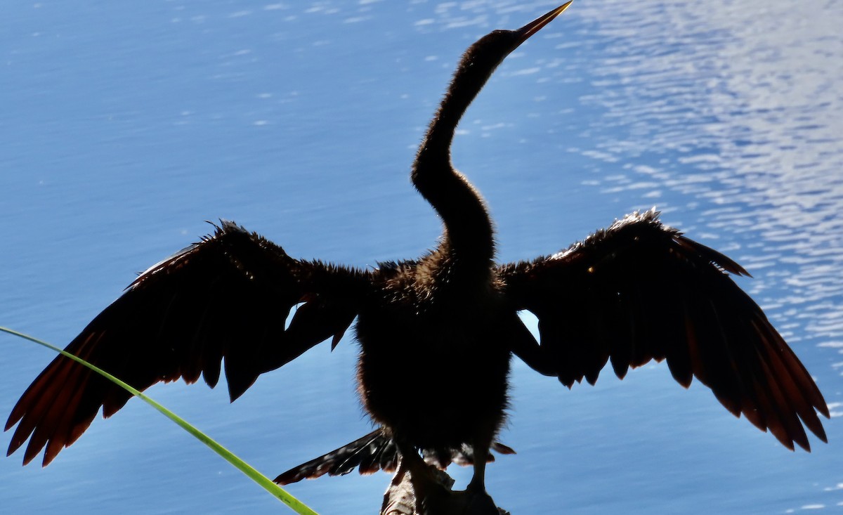 Anhinga - ML642878873