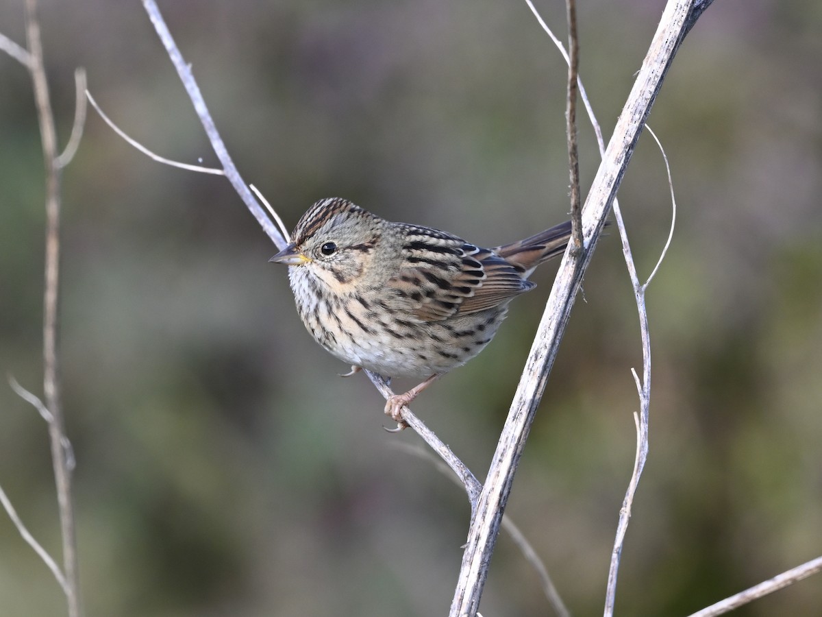 Lincoln's Sparrow - ML642878893