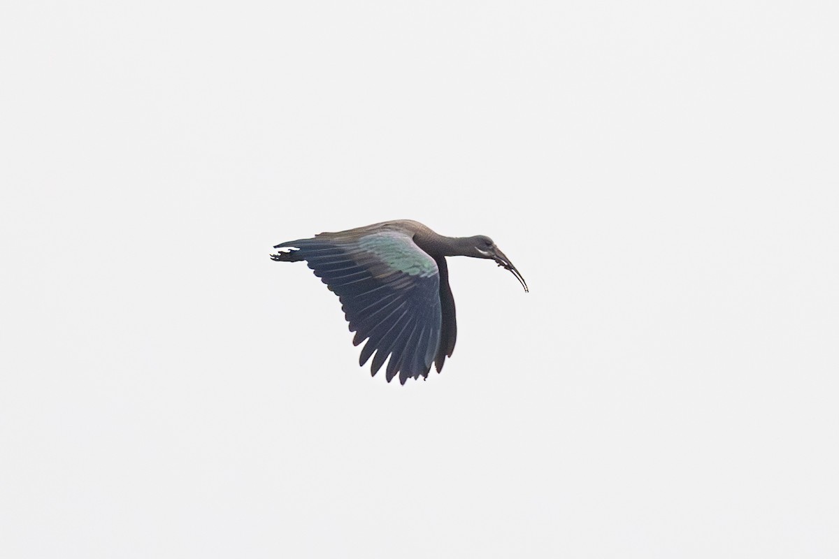 ハダダトキ - ML642878896