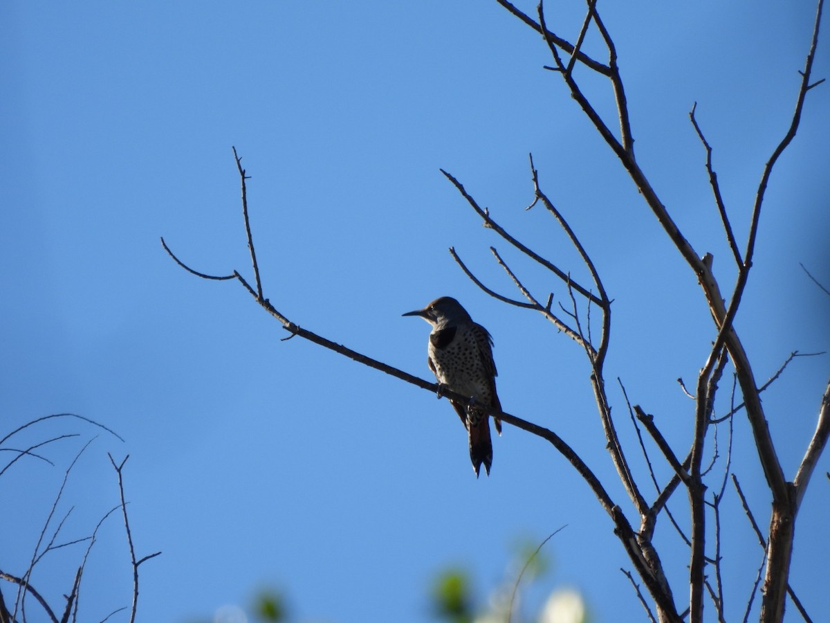Northern Flicker (Red-shafted) - ML642878897