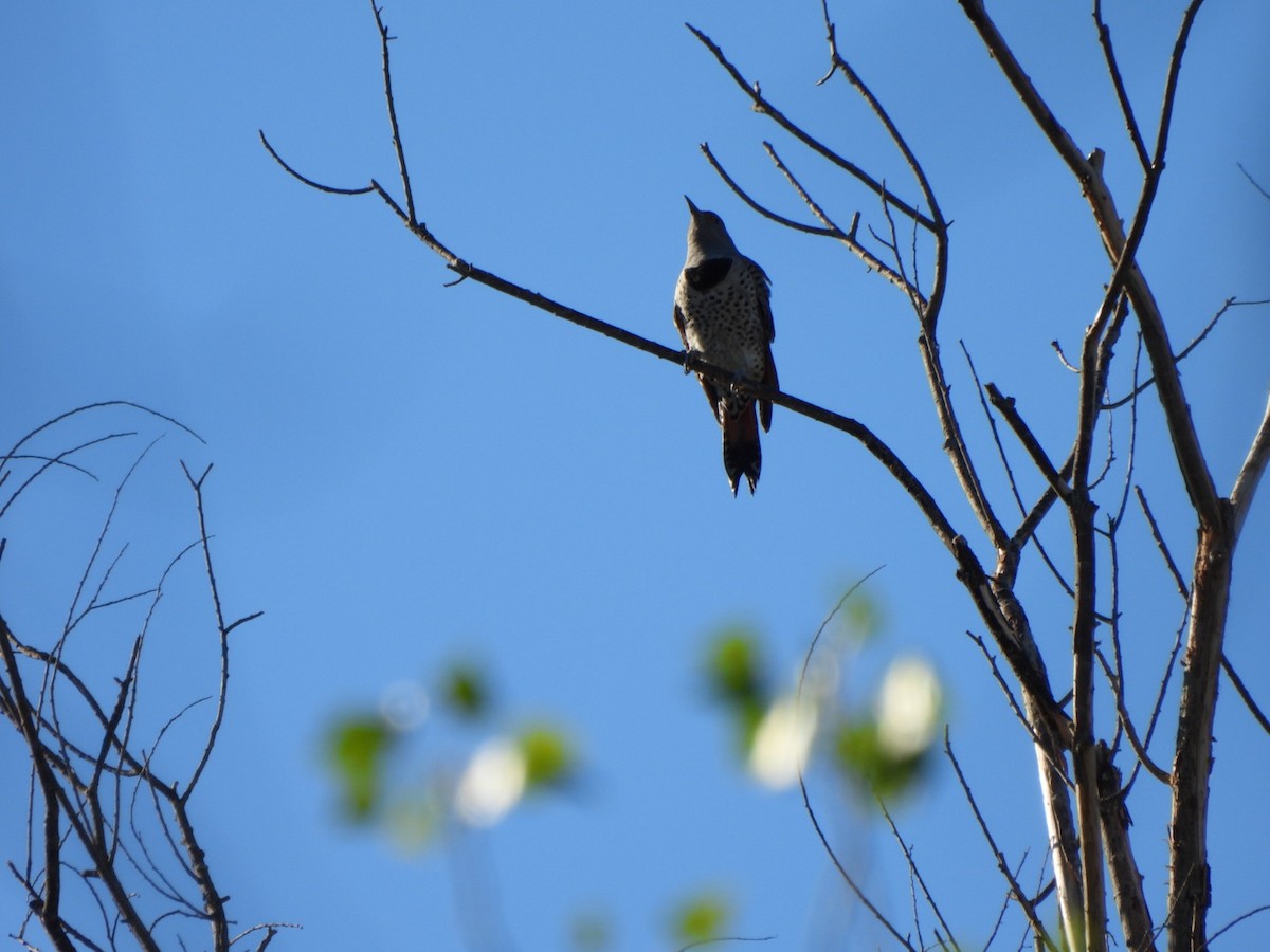 Northern Flicker (Red-shafted) - ML642878898