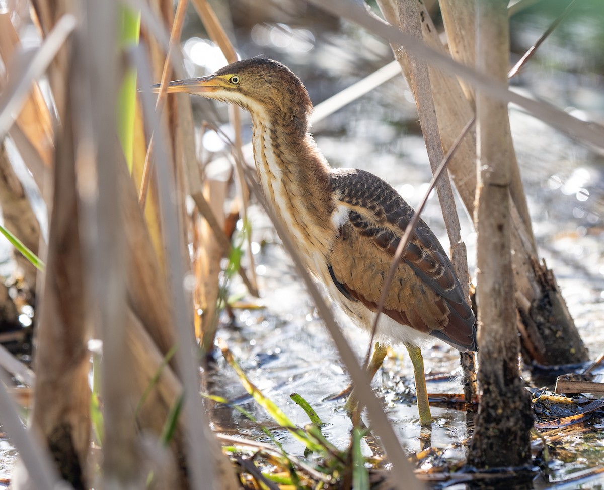 Least Bittern - ML642878902
