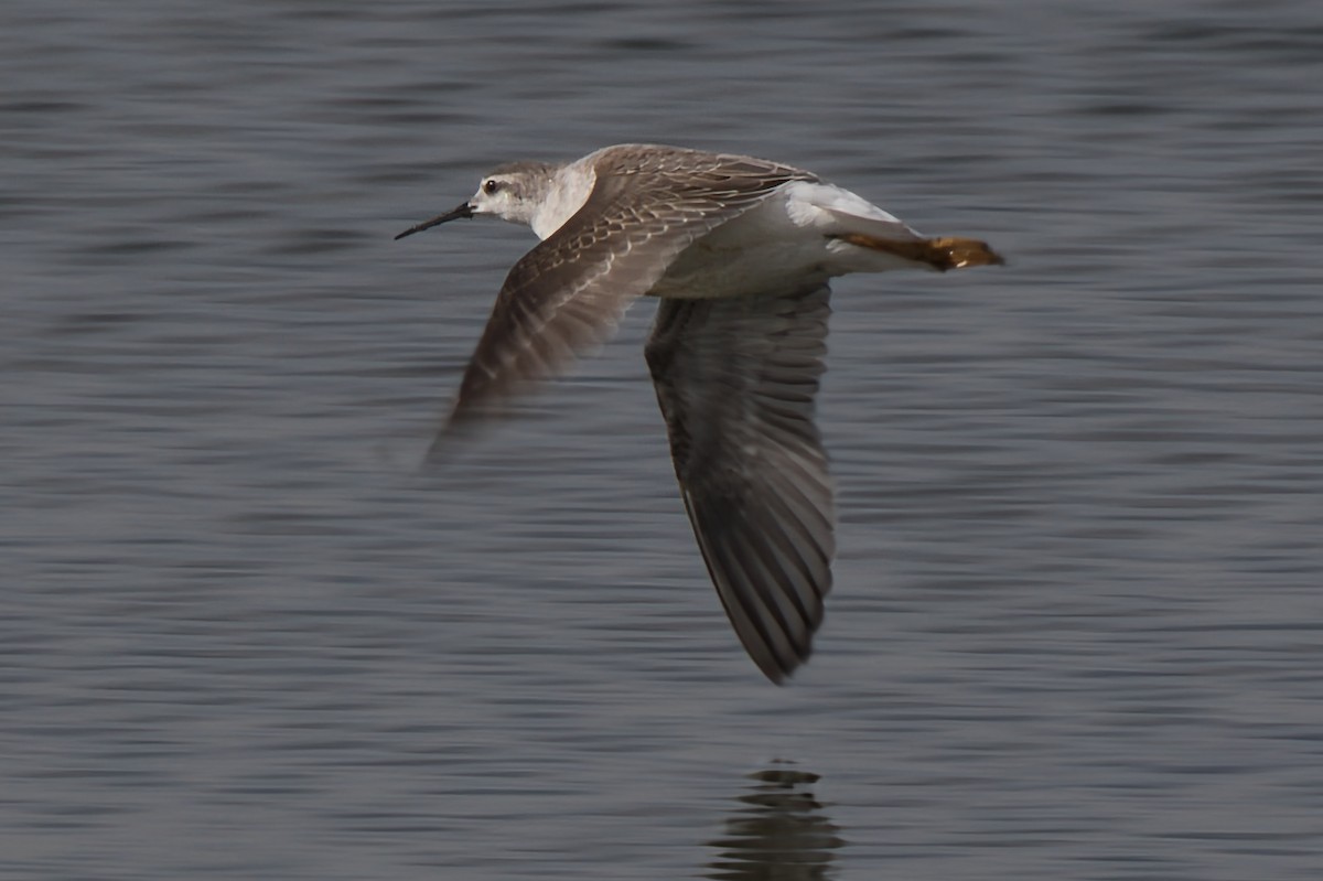 Wilson's Phalarope - ML642878903