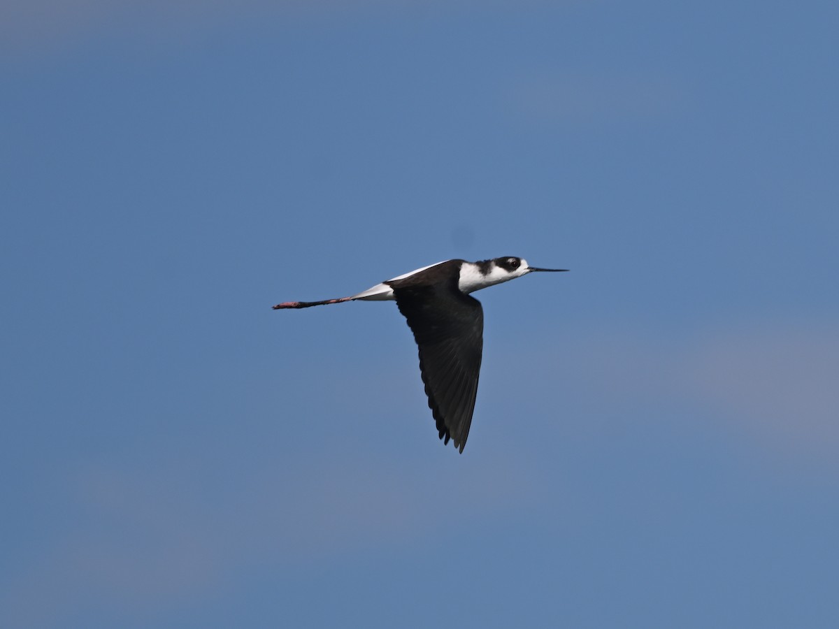 Black-necked Stilt - ML642878909