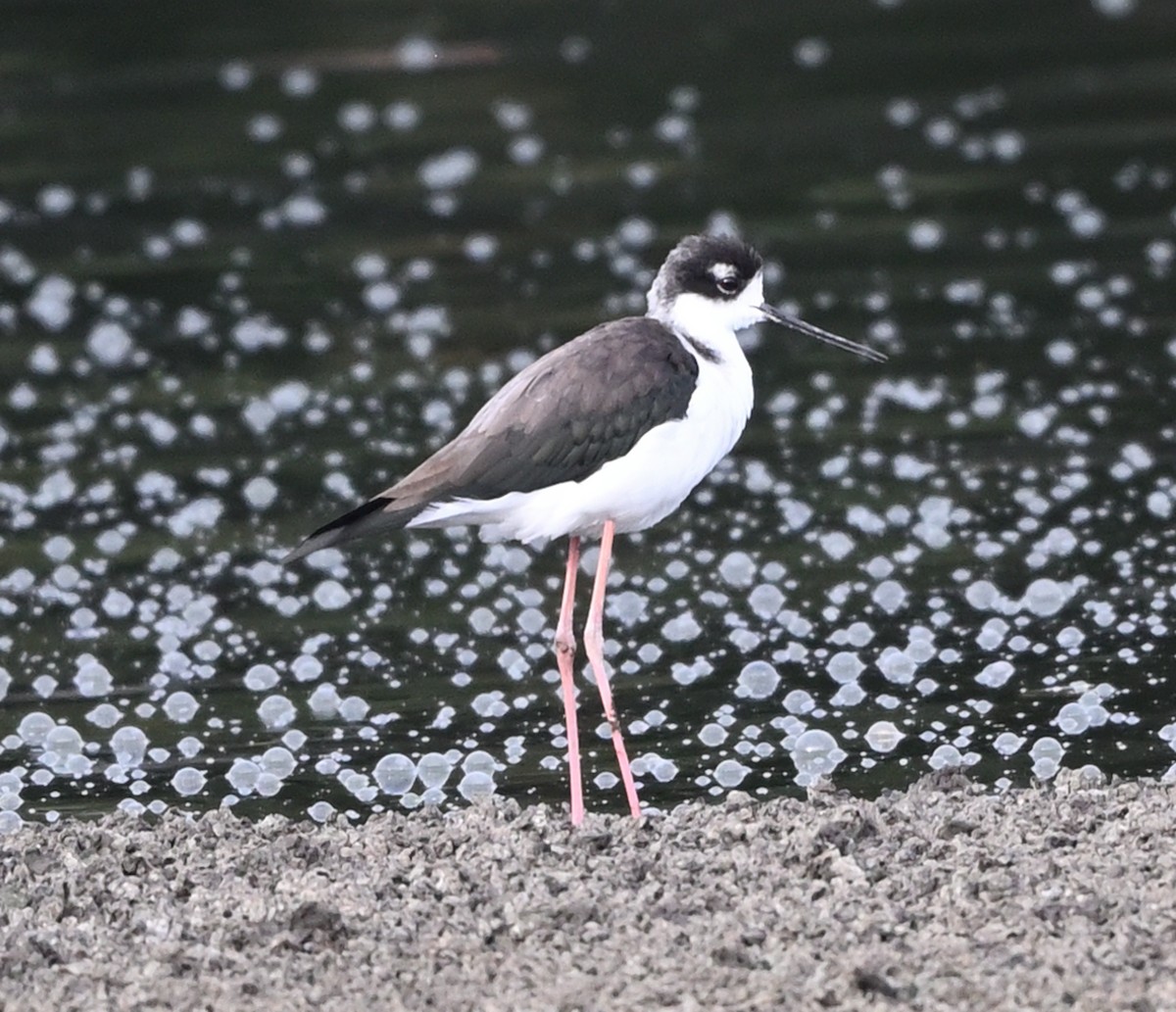 Black-necked Stilt - ML642878910