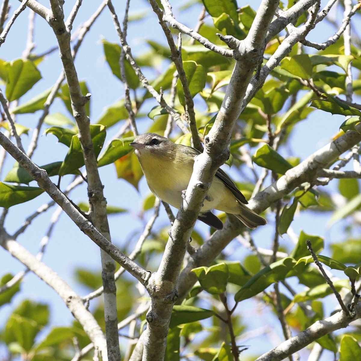 Philadelphia Vireo - ML642878914