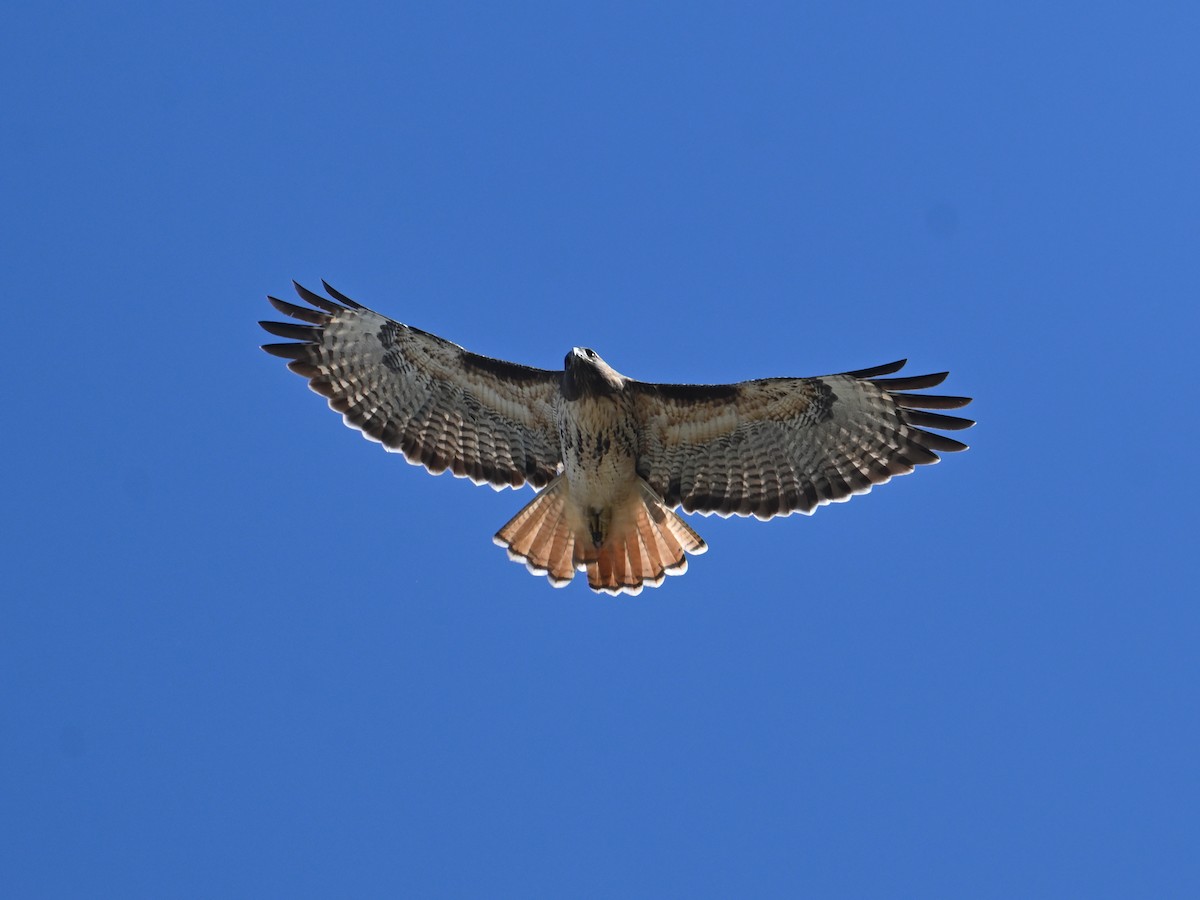 Red-tailed Hawk - ML642878920