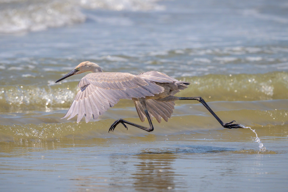 Reddish Egret - ML642878924
