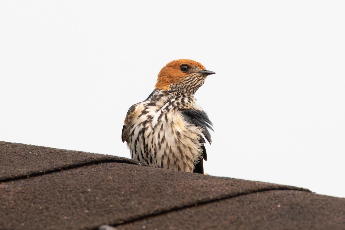 Lesser Striped Swallow - ML642878925