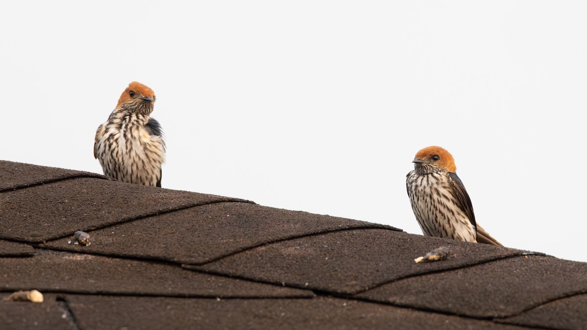 Lesser Striped Swallow - ML642878926