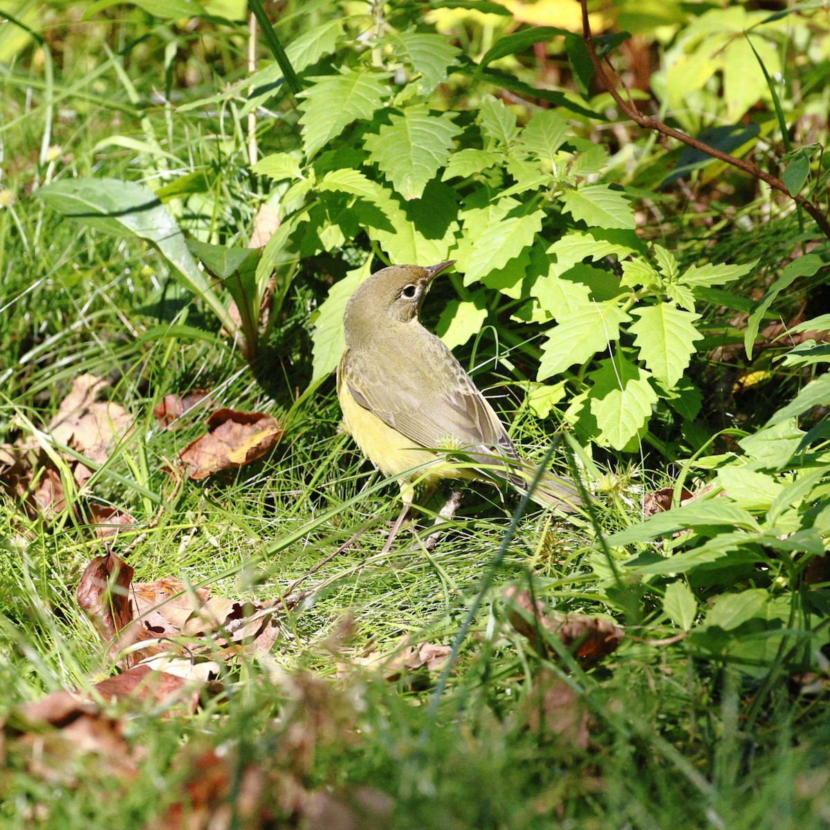 Connecticut Warbler - ML642878929