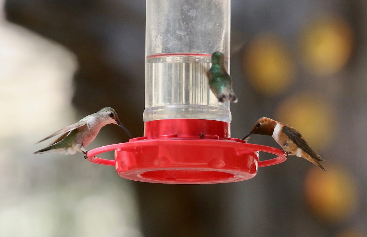 Black-chinned Hummingbird - ML642878931