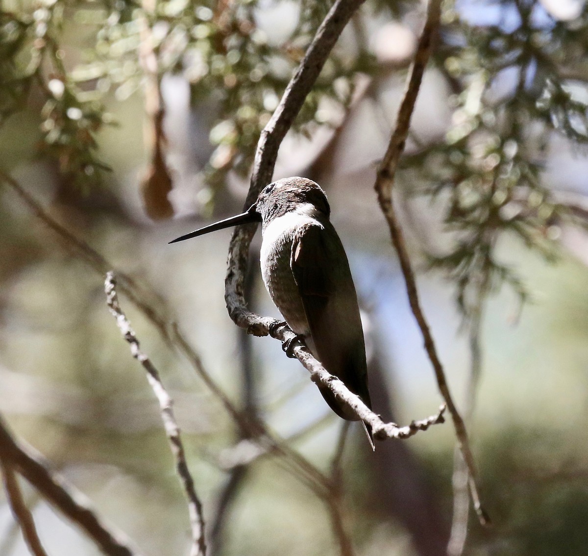 Black-chinned Hummingbird - ML642878932