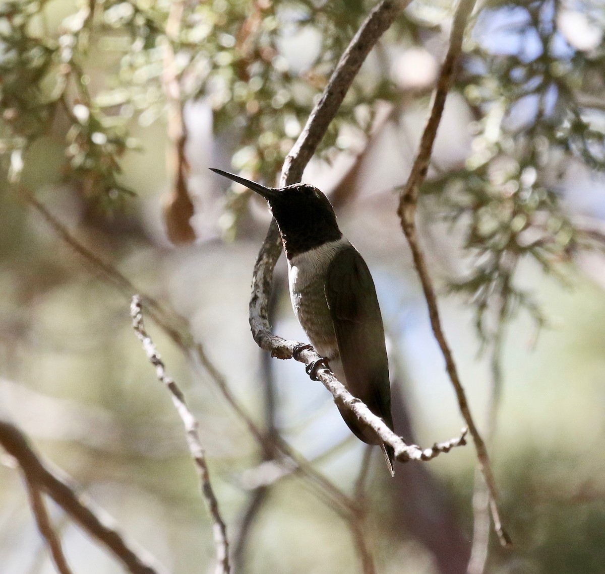 Black-chinned Hummingbird - ML642878933