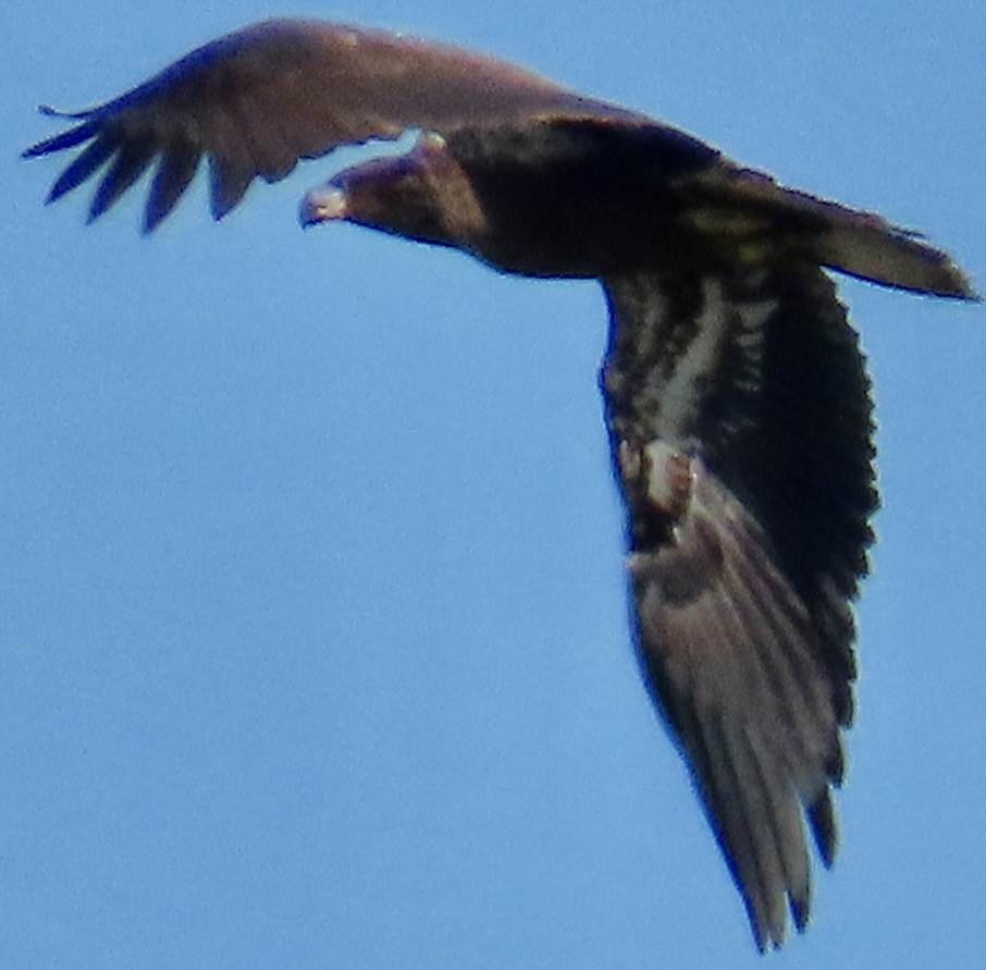 Bald Eagle - ML642878935
