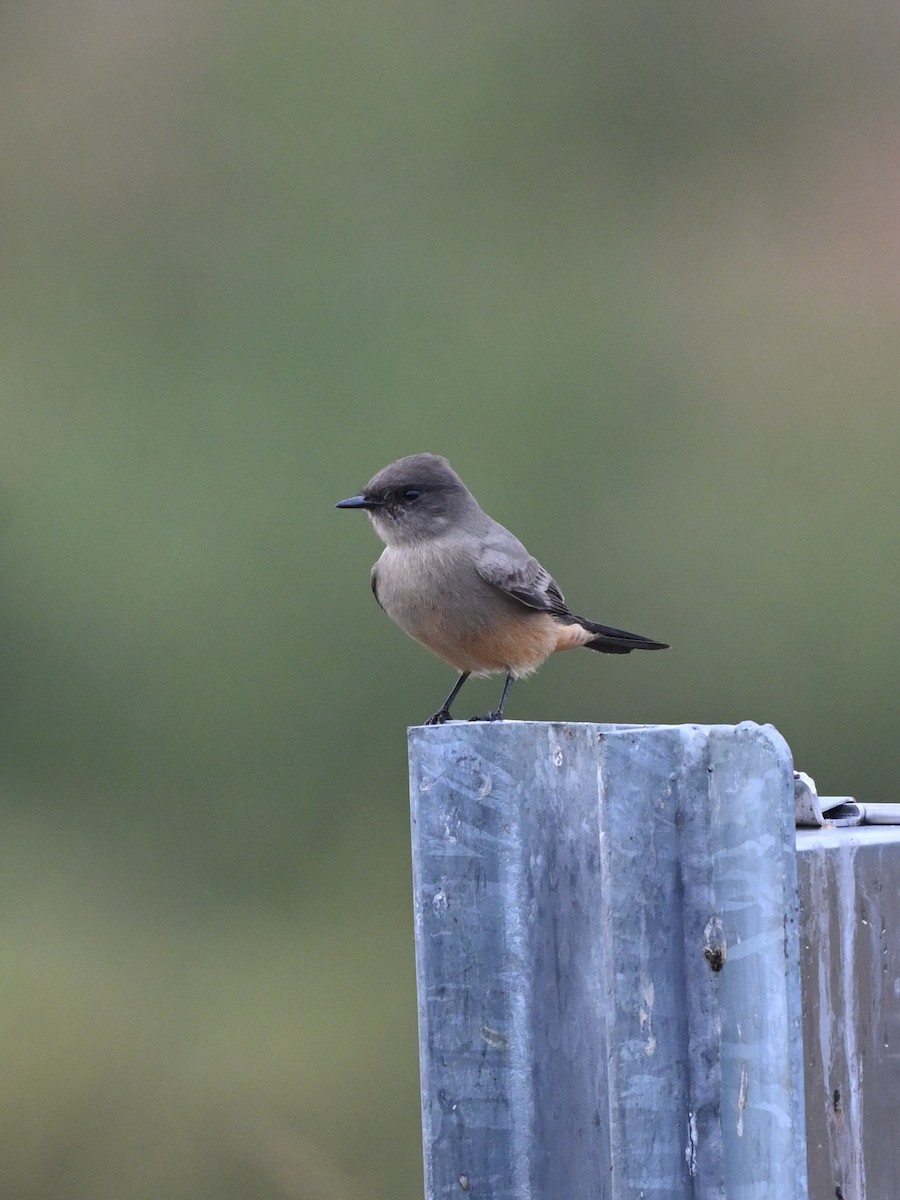 Say's Phoebe - ML642878936