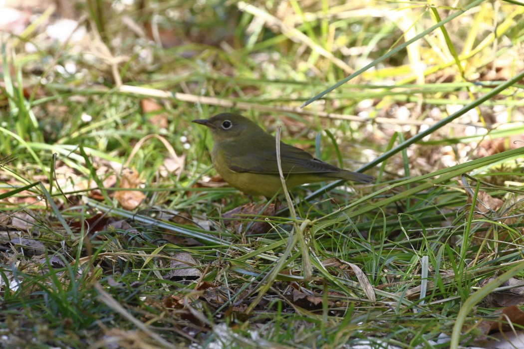 Connecticut Warbler - ML642878937