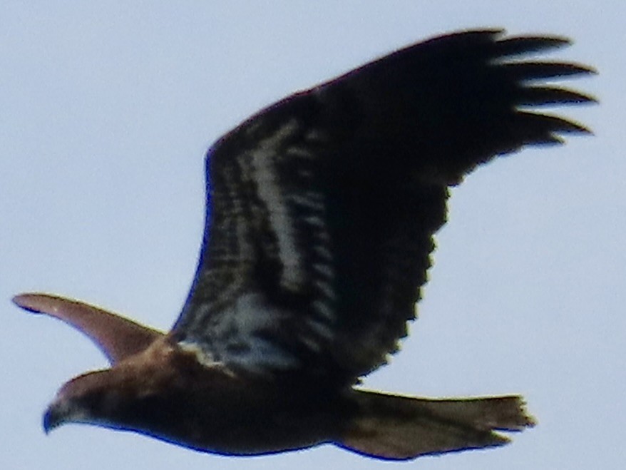 Bald Eagle - ML642878938
