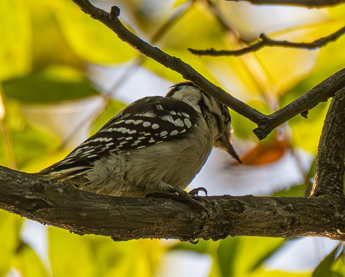 Downy Woodpecker (Eastern) - ML642878939